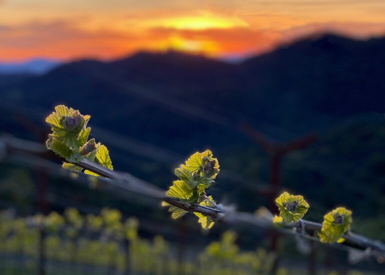 Pride Mountain Vineyards