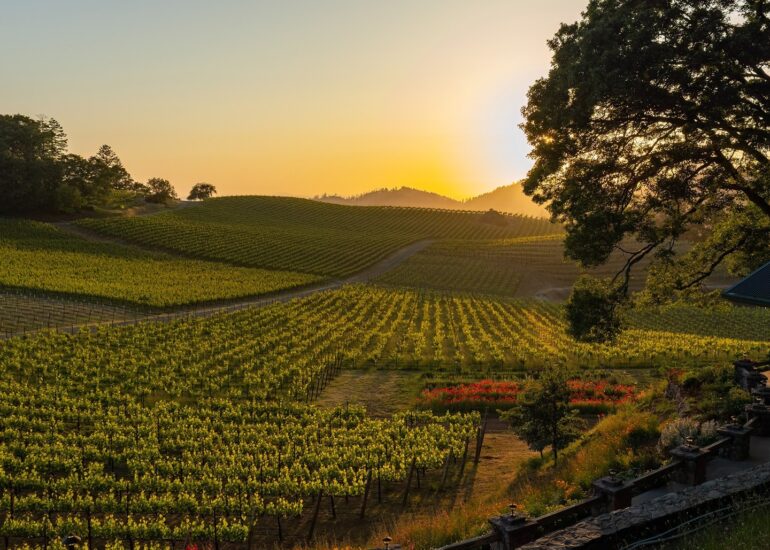 Pride Mountain Vineyards