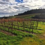 Robert Craig Winery