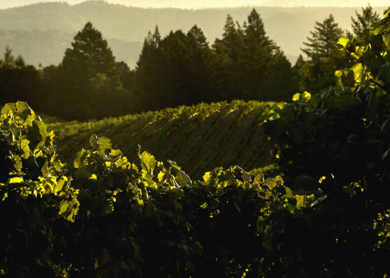 Spring Mountain Vineyard